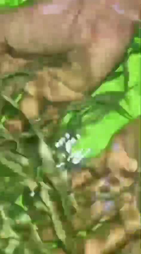 Chattering Lorikeet, farm video