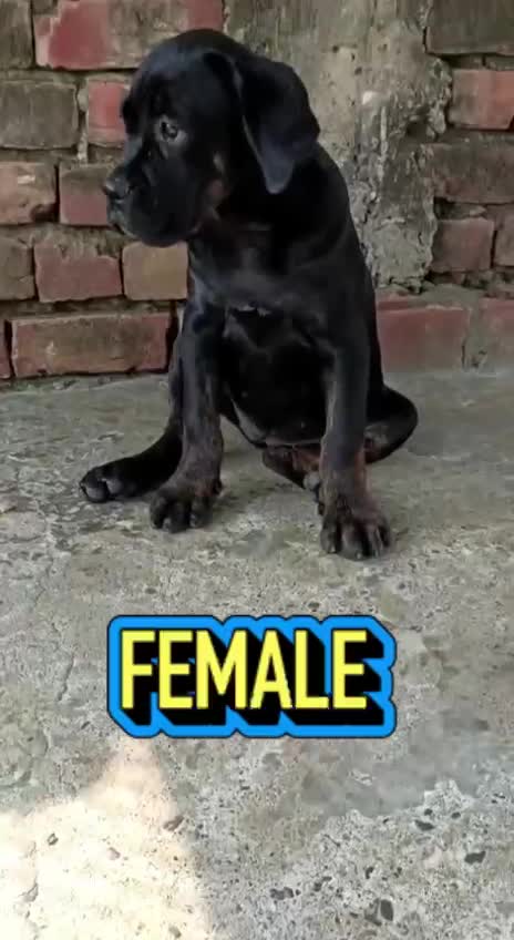 Cane Corso Puppy, farm video