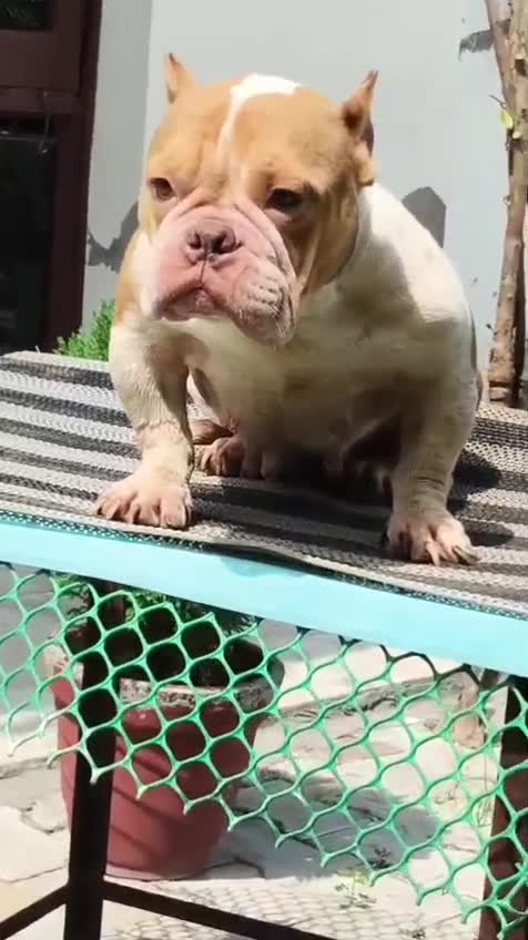 American Bully Pocket Size Puppy, farm video