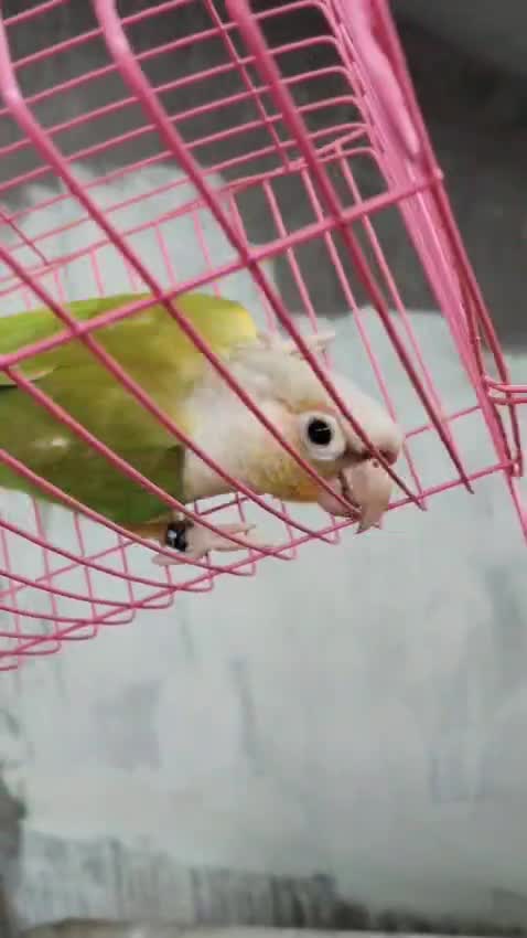 Pineapple Headed Conure, farm video