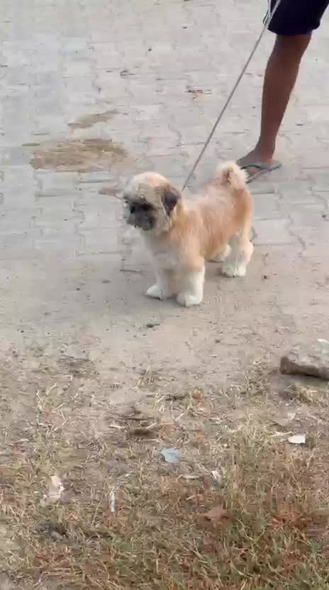 Shih Tzu | Tri Color Puppy, farm video