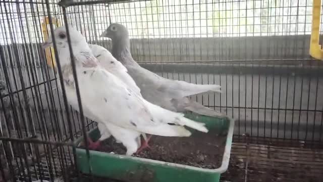 Homer Pigeon, farm video