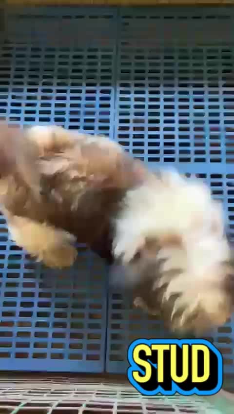 Shih Tzu | Black Color, farm video