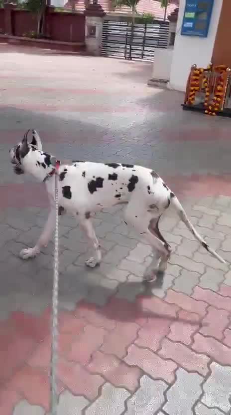 Great Dane Puppy, farm video