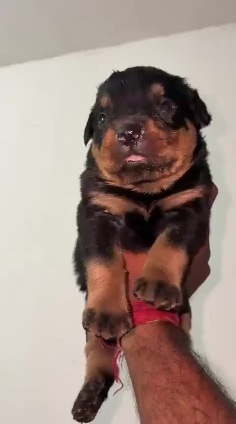 Rottweiler Puppy, farm video