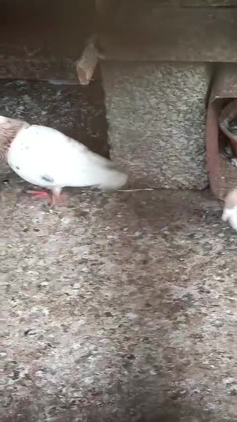 Homer Pigeon, farm video