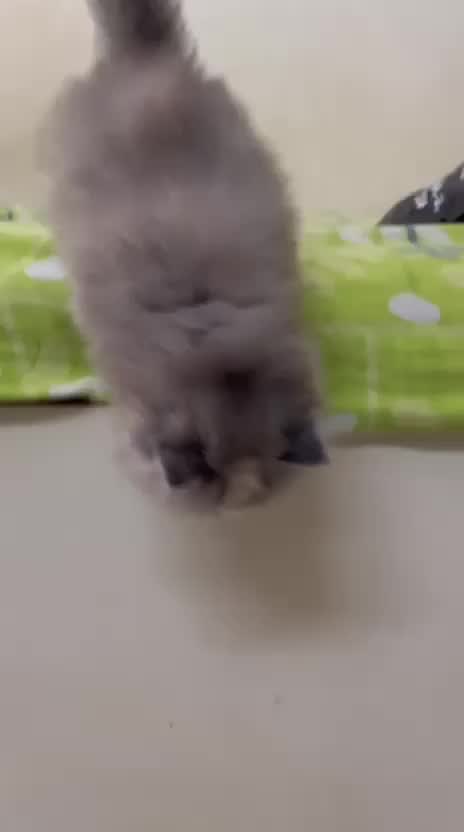 Persian, farm video