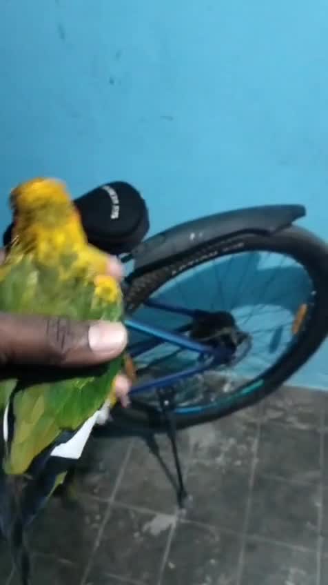 Sun Conure, farm video