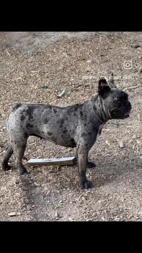 French Bulldog Puppy | White, farm video