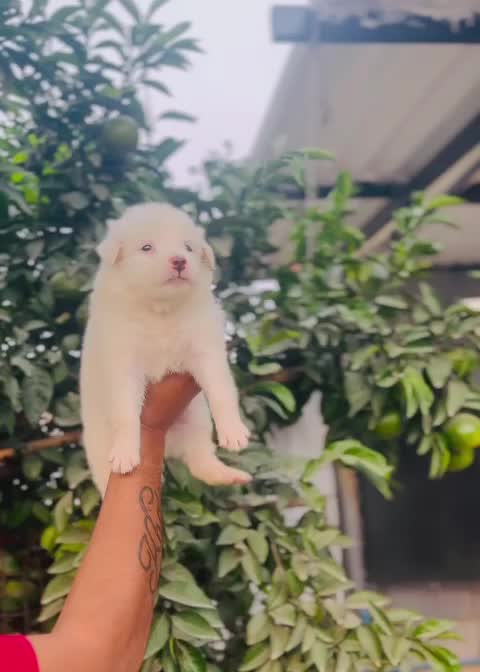 Culture Toy Pom Puppy, farm video