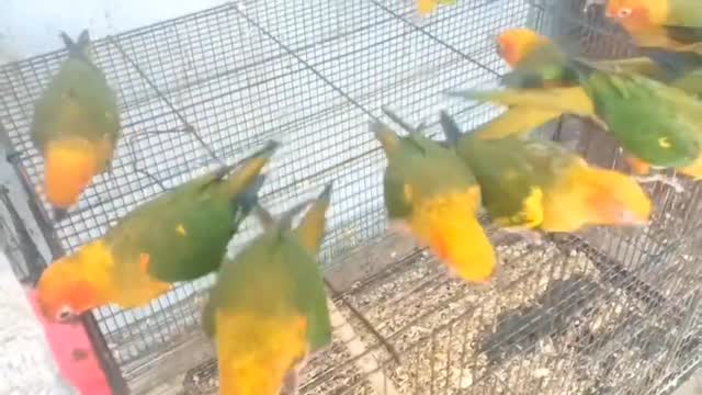 Sun Conure, farm video