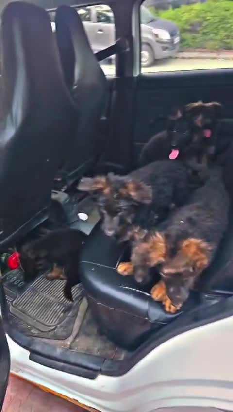 German Shepherd Puppy, farm video