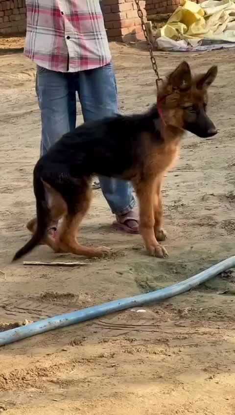 German Shepherd Puppy, farm video