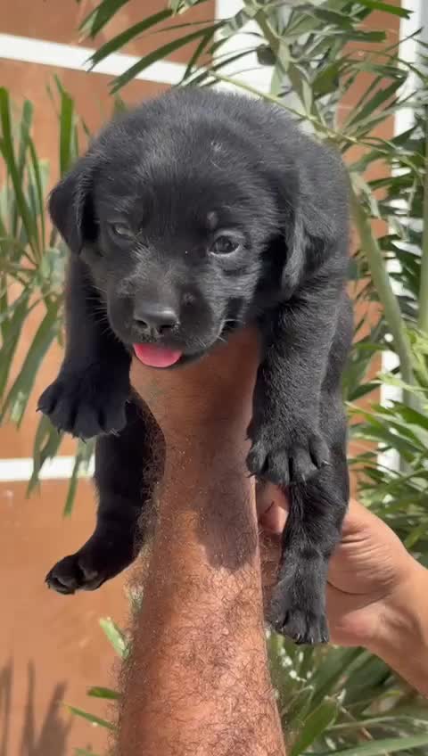 Beagle Black & Tan Puppy, farm video