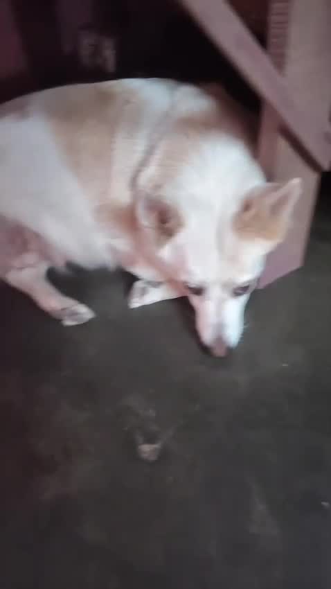 Culture Pom Puppy | White Color, farm video