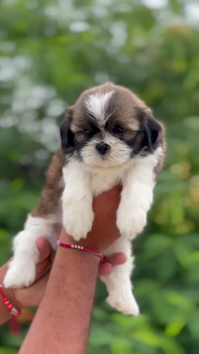 Shih Tzu | Black Color, farm video