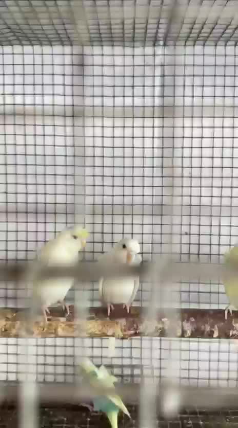 Helicopter Budgies, farm video