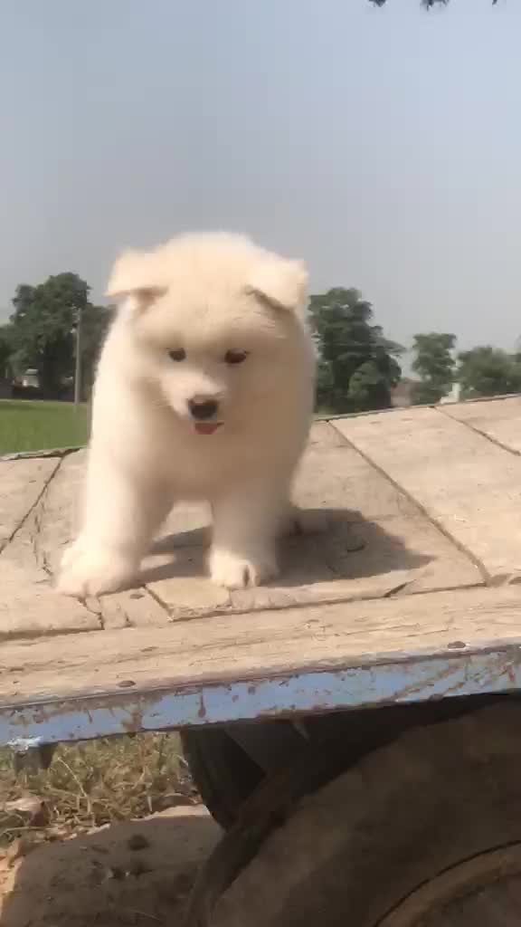 Samoyed Puppy | White, farm video