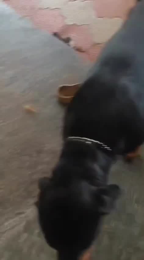 Rottweiler Puppy, farm video