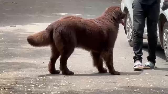 Dachshund Puppy, farm video