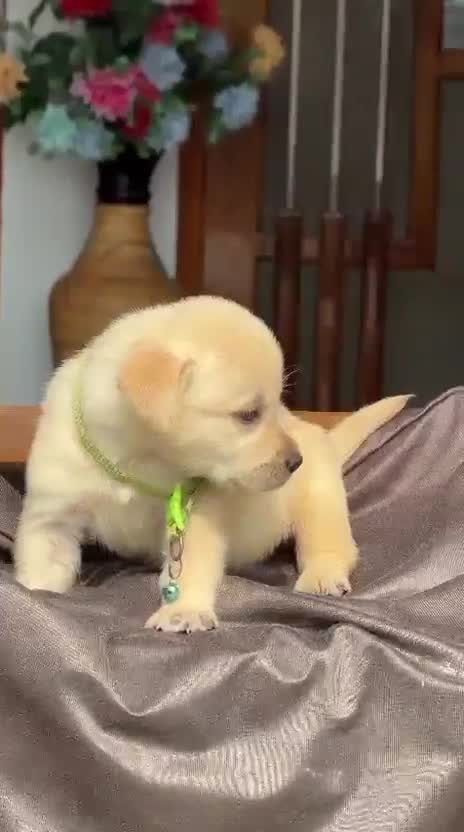 Beagle Black & Tan Puppy, farm video