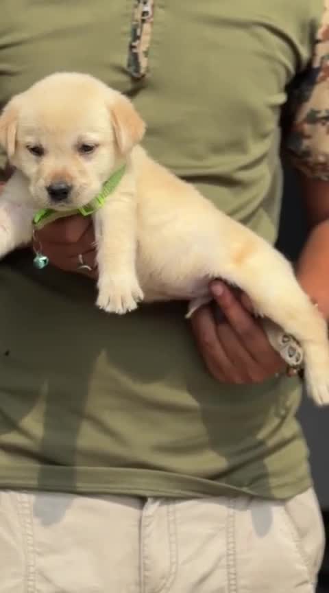 Beagle Black & Tan Puppy, farm video