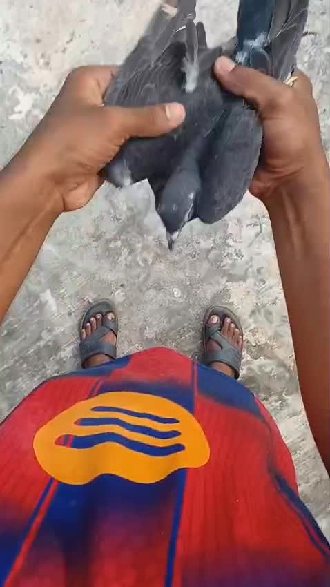 Homer Pigeon, farm video