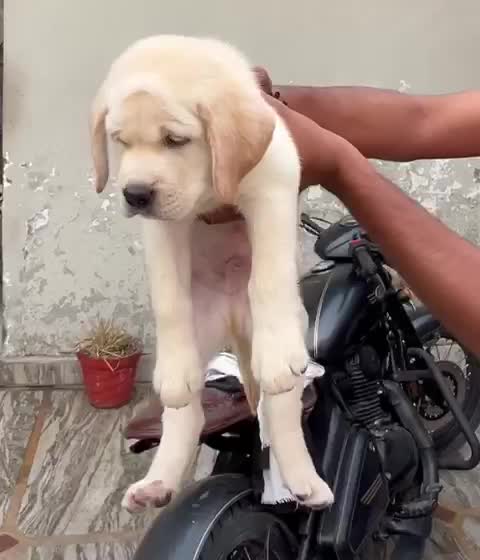 Beagle Black & Tan Puppy, farm video