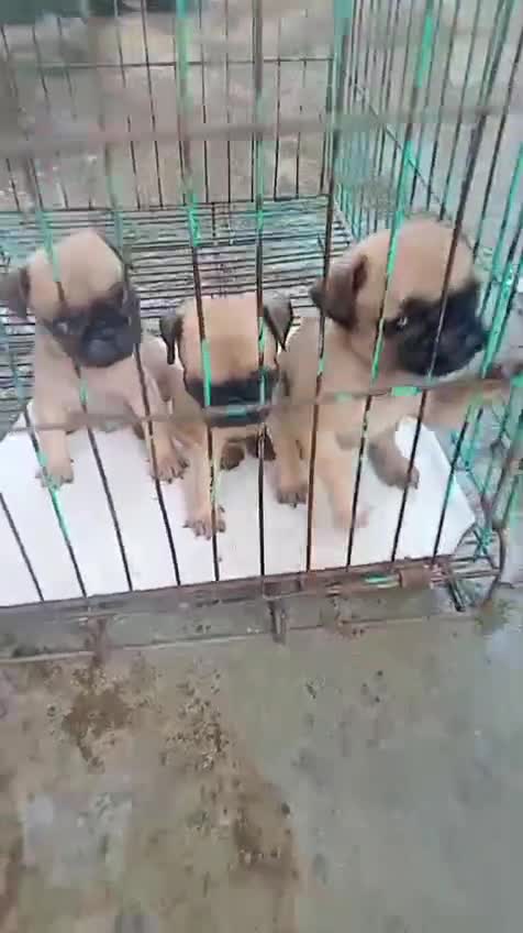 Pug Puppy, farm video