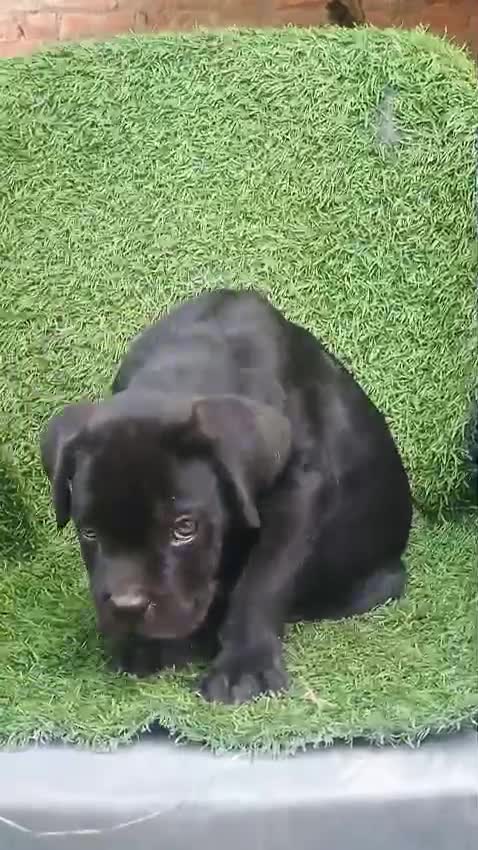 Cane Corso Puppy, farm video