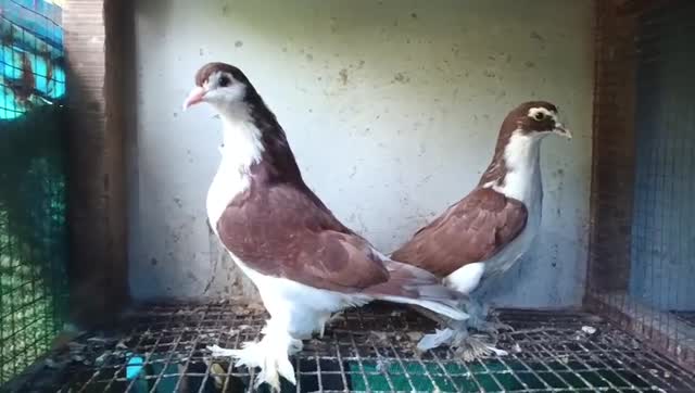 Homer Pigeon, farm video