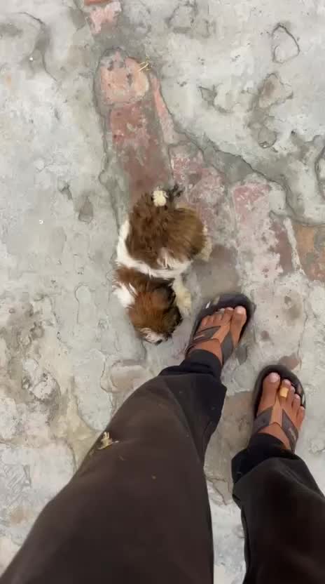 Dachshund Puppy, farm video