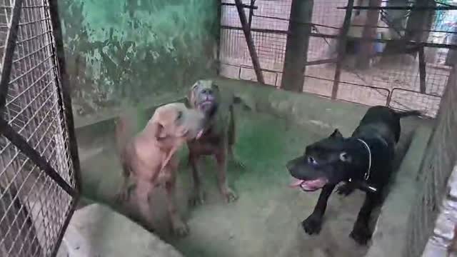 Cane Corso Puppy, farm video