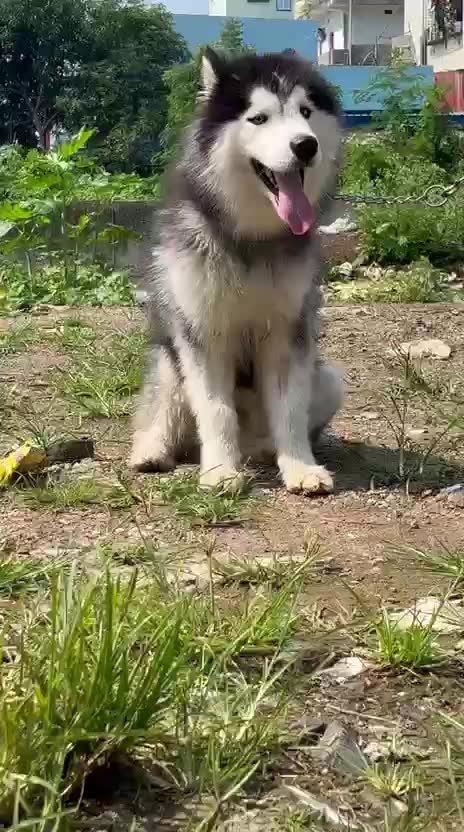 Siberian Husky Puppy | White Color, farm video