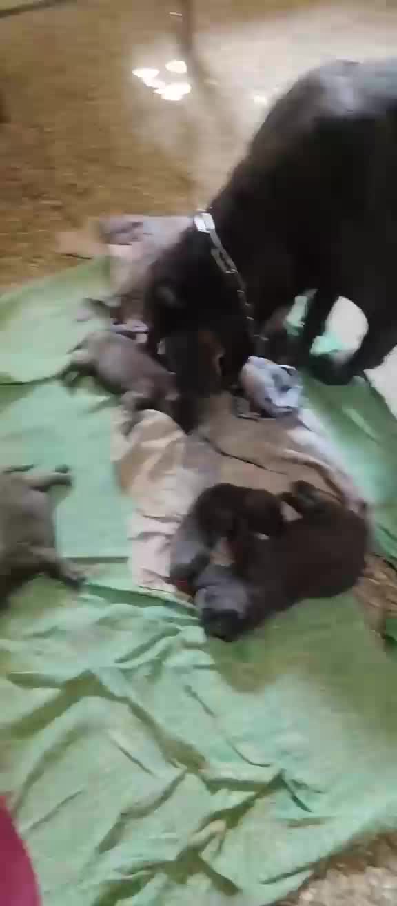 Cane Corso Puppy, farm video