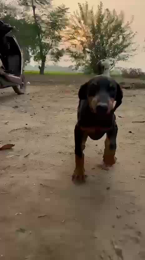 Doberman Pinscher Puppy, farm video