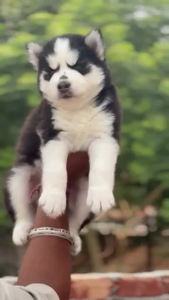 Siberian Husky Puppy | Black & White Color, farm video