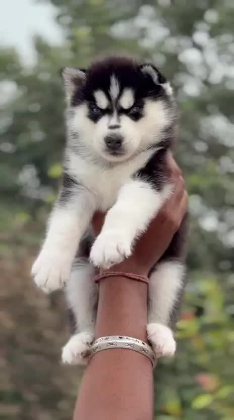 Siberian Husky Puppy | Black & White Color, farm video