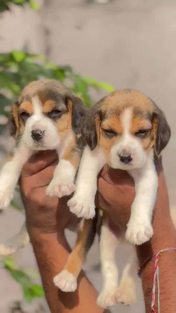 Beagle Black & Tan Puppy, farm video