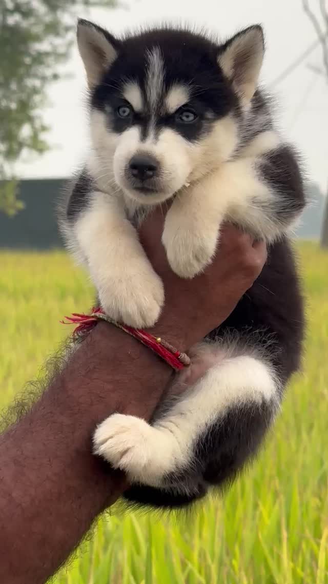 Siberian Husky Puppy | Black & White Color, farm video