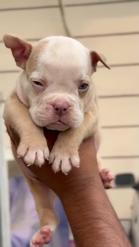 American Bully Pocket Size Puppy, farm video