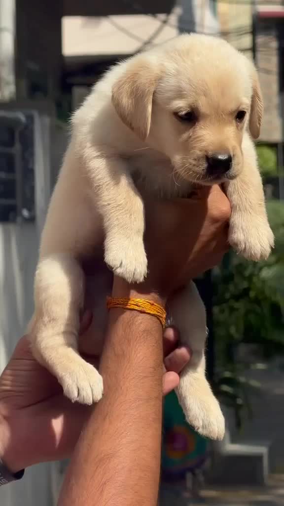 Beagle Black & Tan Puppy, farm video