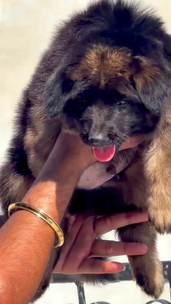 German Shepherd Puppy, farm video