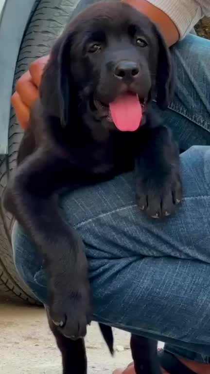 Beagle Black & Tan Puppy, farm video