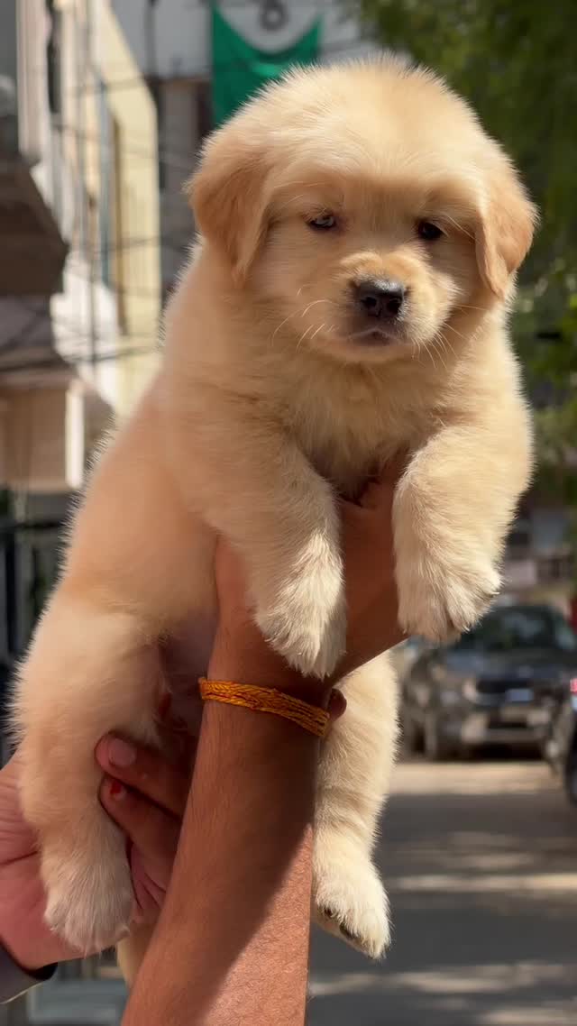 Golden Retriever, farm video
