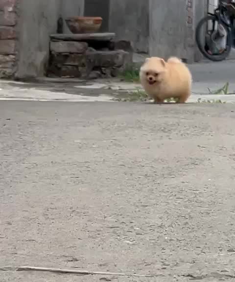 Pomeranian Puppy, farm video