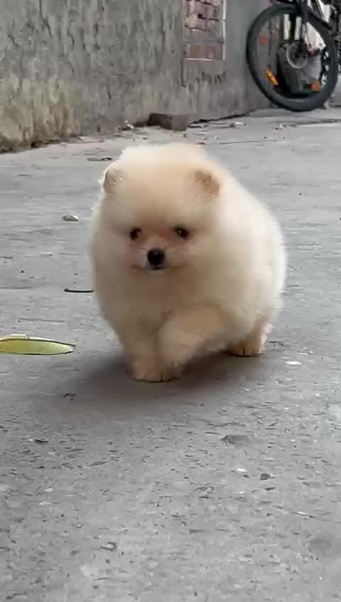 Pomeranian Puppy, farm video