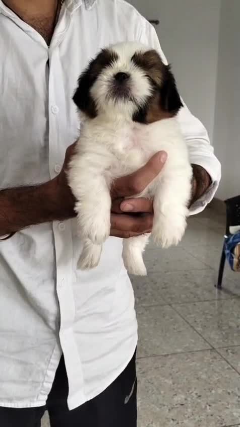 Shih Tzu | Black Color, farm video