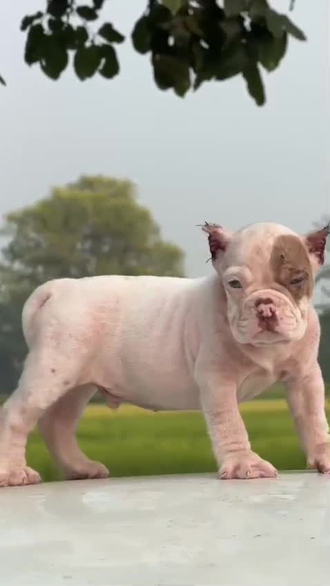 American Bully Pocket Size Puppy, farm video