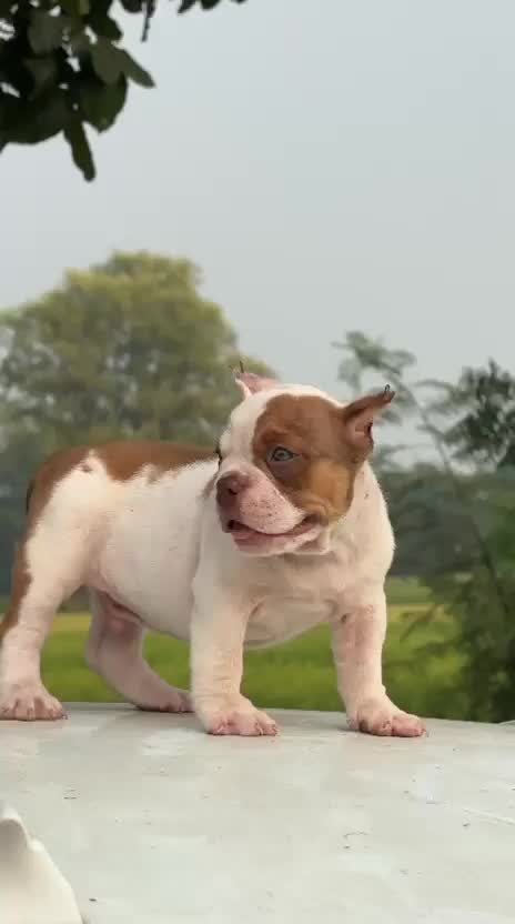 American Bully Pocket Size Puppy, farm video